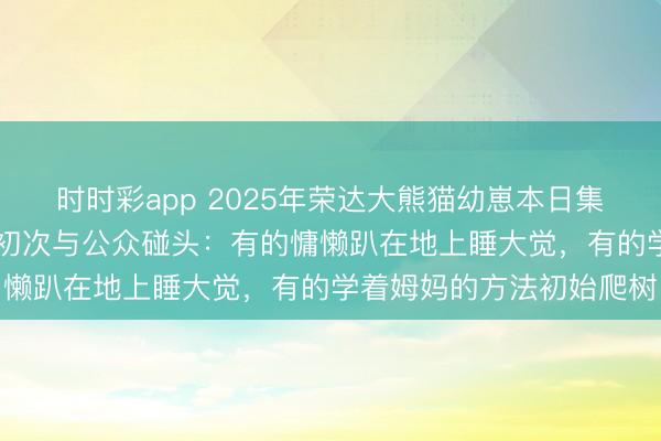 時(shí)時(shí)彩app 2025年榮達(dá)大熊貓幼崽本日集體亮相，共有30只幼崽初次與公眾碰頭：有的慵懶趴在地上睡大覺，有的學(xué)著姆媽的方法初始爬樹