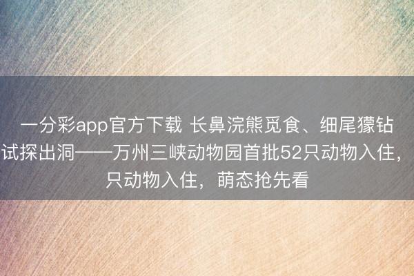 一分彩app官方下載 長鼻浣熊覓食、細尾獴鉆洞、土撥鼠試探出洞——萬州三峽動物園首批52只動物入住，萌態搶先看